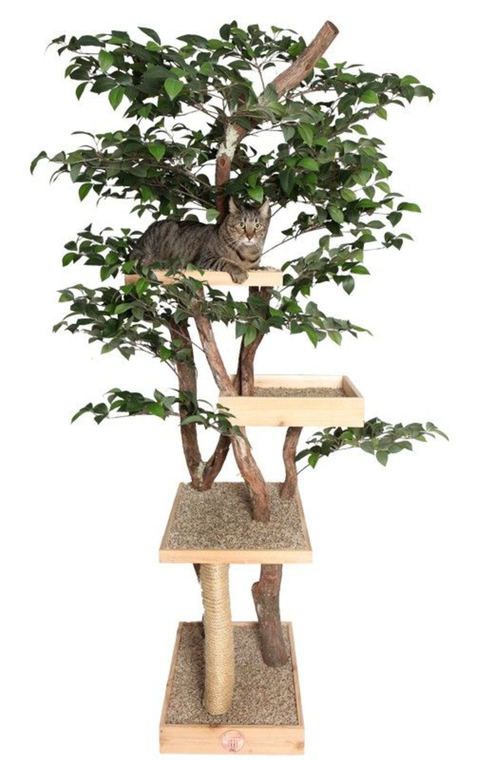 arbre a chat feuille